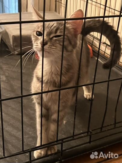 Джессика ищет дом