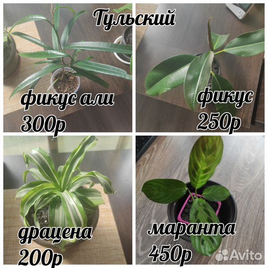 Продаю излишки комнатные цветы
