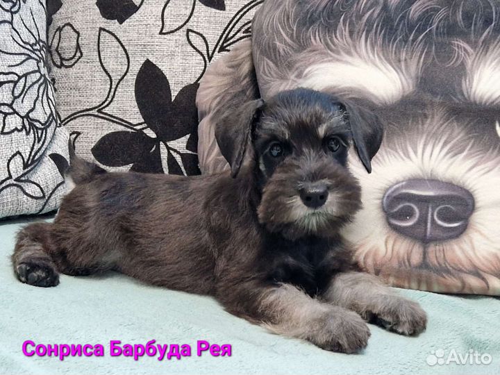 Щенки цвергшнауцера