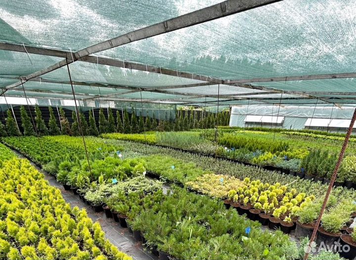 Туя брабант черенки оптом