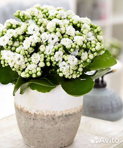 Несколько сортов цветущего коланхоэ