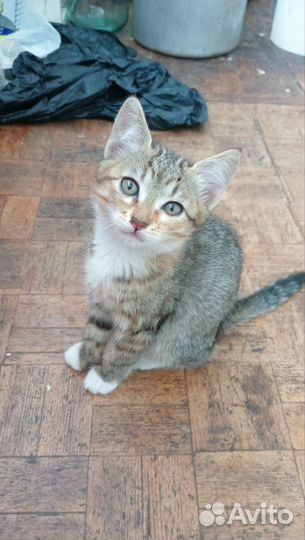 Котята ищут дом