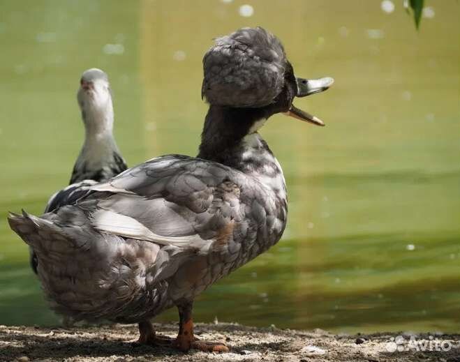 Мускусные утки