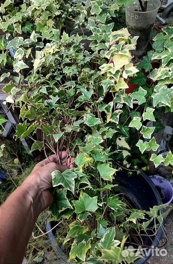 Большие взрослые плющи в горшках