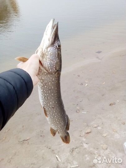 Рыбалка в Старом Победилово и Зеленом Бору