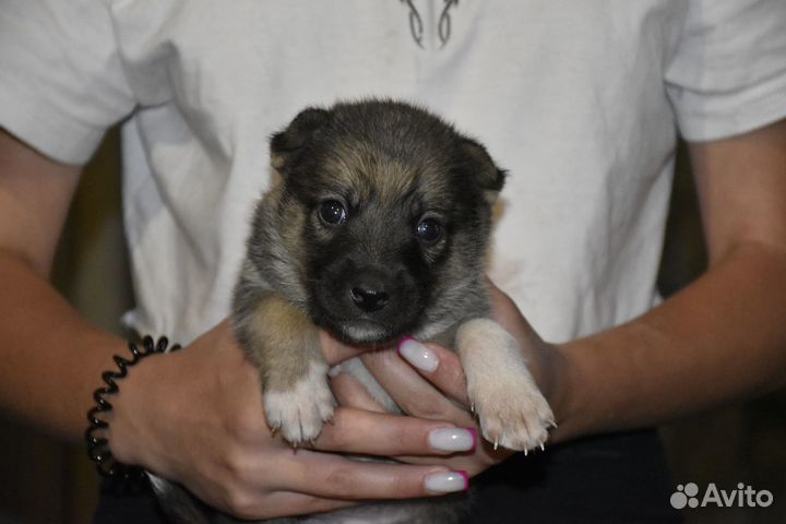 Щенки в дар в добрые руки