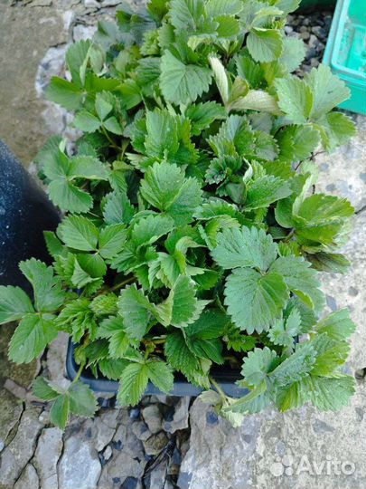 Клубника рассада Машенька