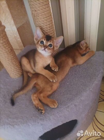 Аби котята весёлые ребята