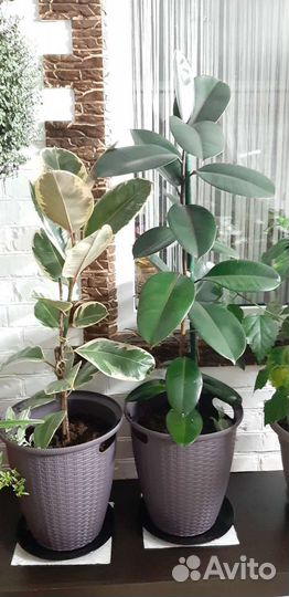 Фикус бенджамина