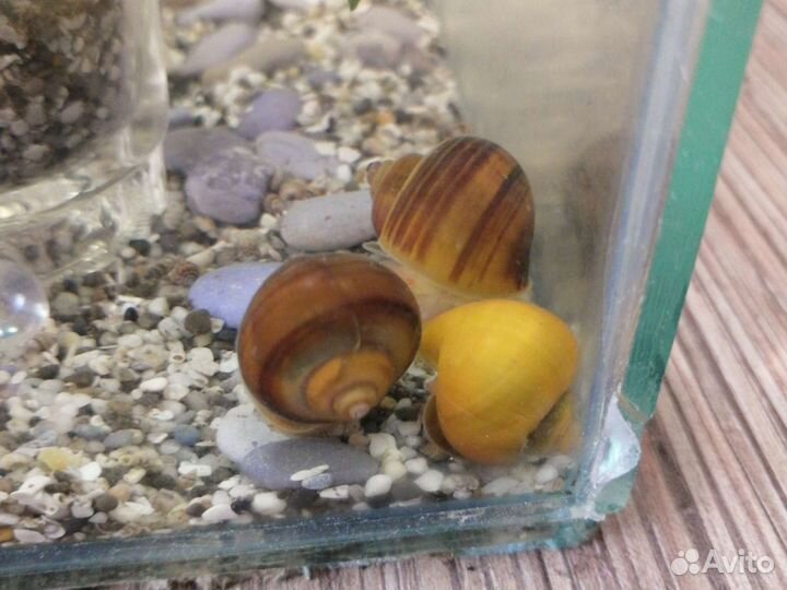 Улитки аквариумные ампулярии