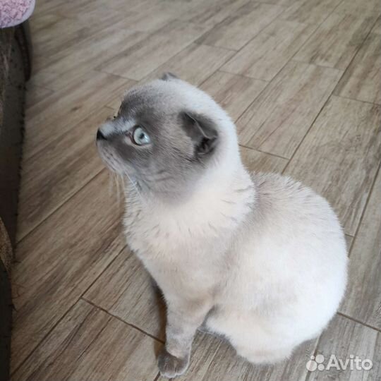 Вязка шотландского кота