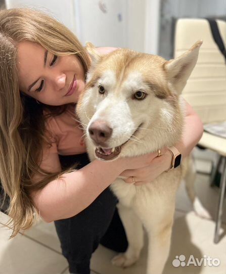 Передержка собак /кошек/ Догситтер / Кэтситтер