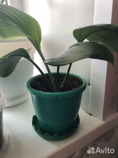 Эухарис амазонская лилия