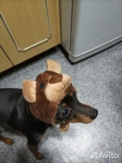 Одежда для Той Терьера