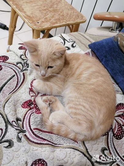 Рыжий котенок