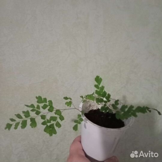 Адиантум венерин волос