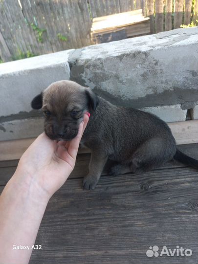 Собака в добрые руки отдам бесплатно