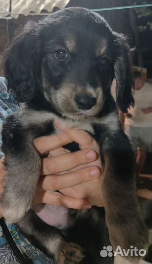 Собака в добрые руки отдам бесплатно