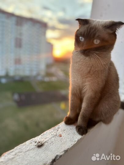 Шотландская вислоухая кошка