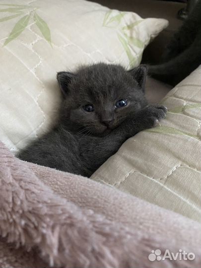 Британские котята