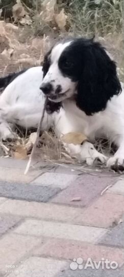 Русский спаниель