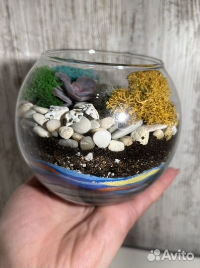 Флорариум суккуленты