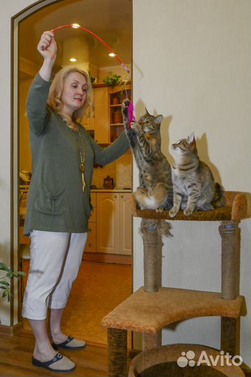 Котоняня. Уход за кошкой на время отпуска