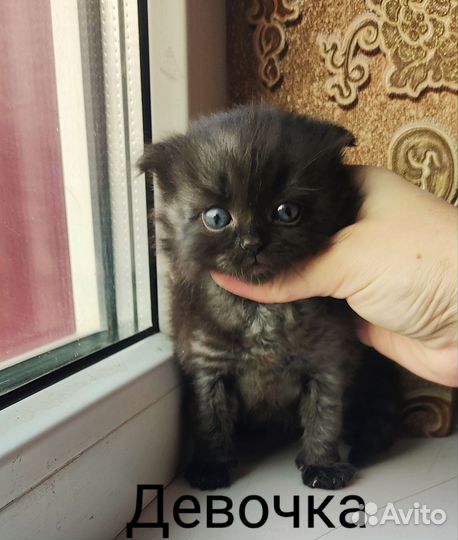 Котята вислоухие и не очень