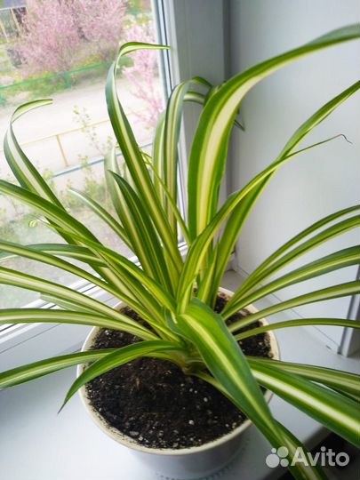 Хлорофитум