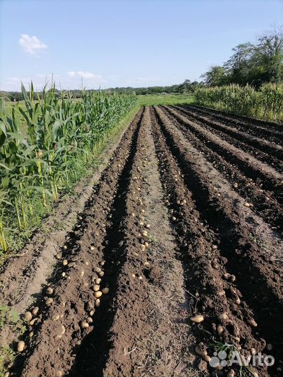 Картошка продажа