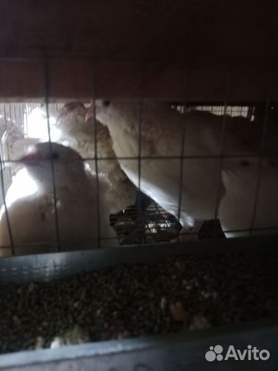 Яйца перепелиные