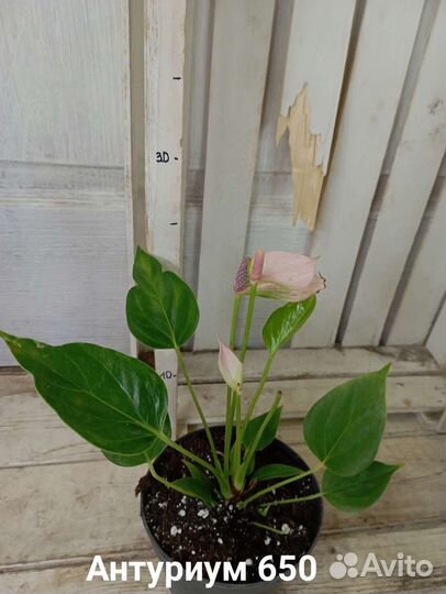 Комнатные цветы растение Антуриум три сорта