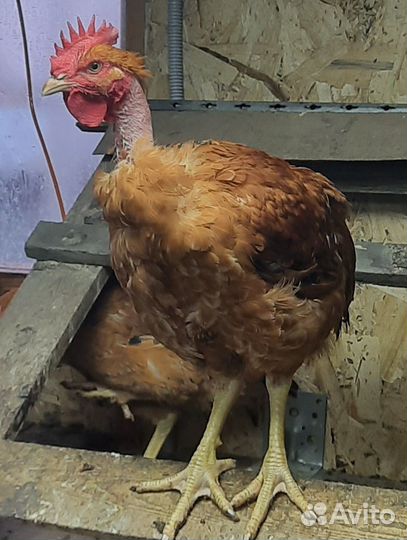 Молодые петухи