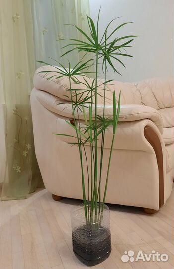 Циперус Гигантский