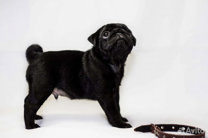 Щенки мопса