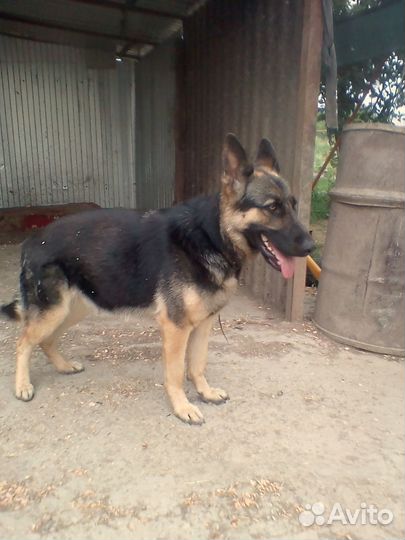 Продам щенков вео