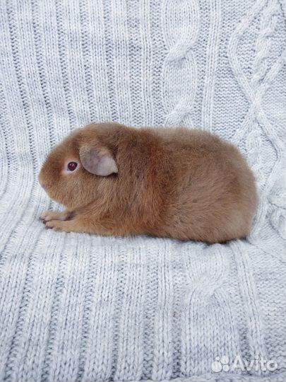 Морская свинка ам. тедди
