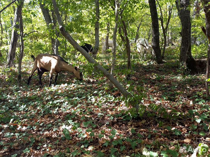 Натуральное козье молоко и сыр