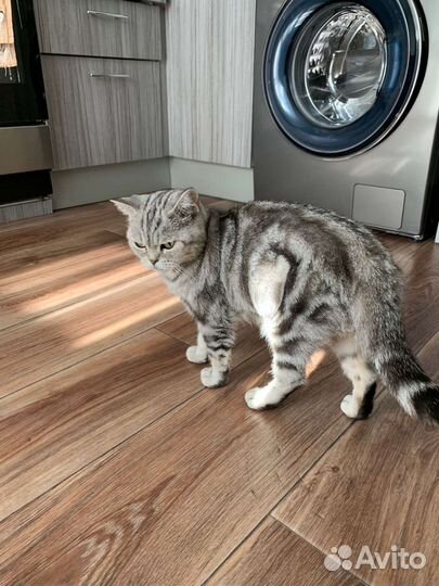 Кошка в дар