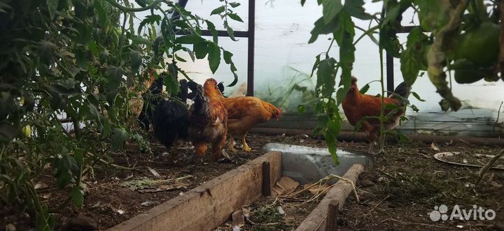 Куры молодки