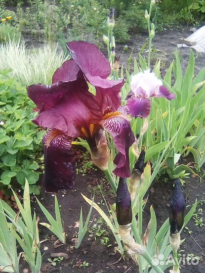 Ирисы сортовые, простые