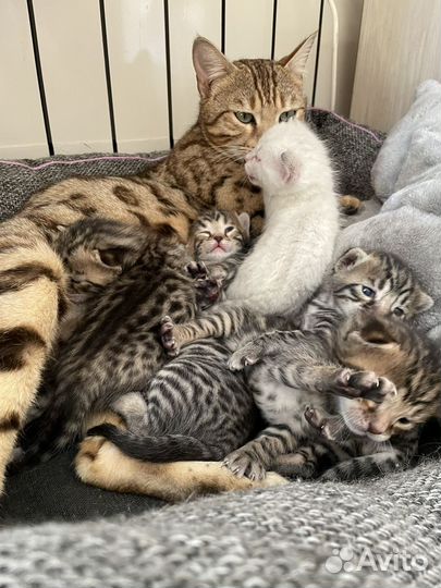 Котята бенгалы