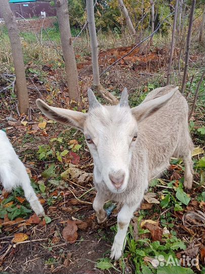 Коза с козочками