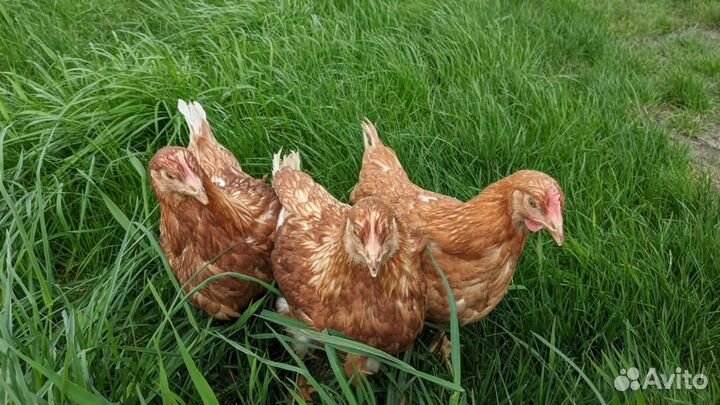 Куры домашние