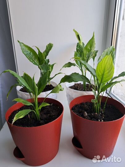 Цветок женское счастье