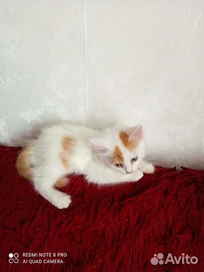 Домашние животные кошки