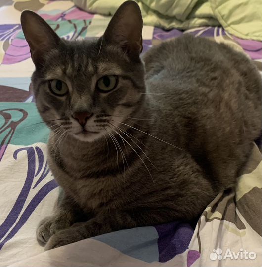 Домашний кот 8 лет