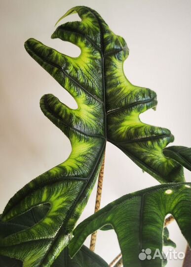 Алоказия жаклин