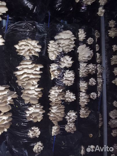 Мицелий зерновой вешенки штамма 14Р