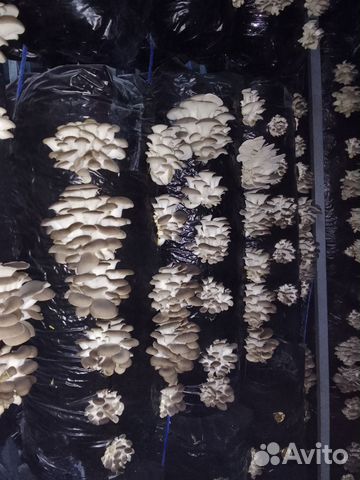 Мицелий зерновой вешенки штамма 14Р